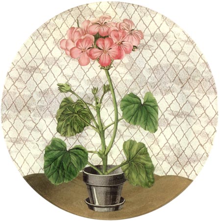 11rstillpink john derian still life - geranium - pink | simple pretty