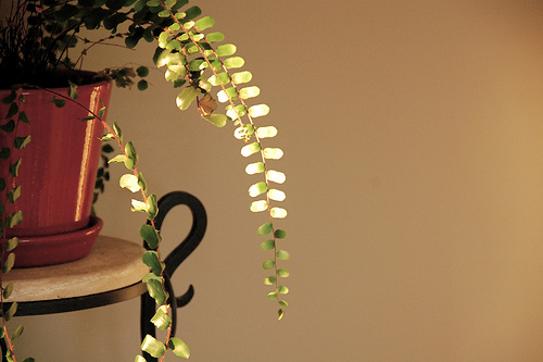 3330862788_c0fc9a141e lasalle street fern in foyer | simple pretty