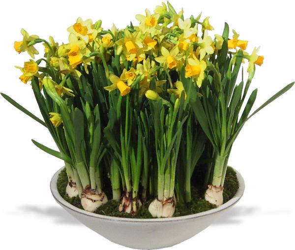 winston flowers daffodil garden | simple pretty