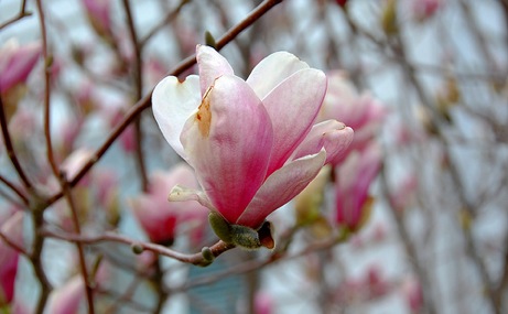 3468755771_702c21a6b0 lasalle street magnolia in bloom | simple pretty