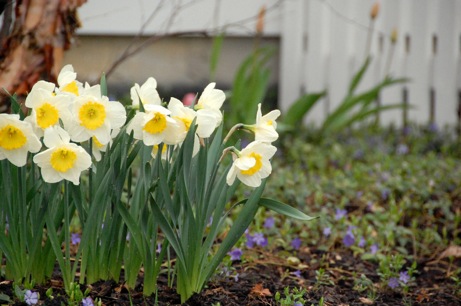 dsc_1559_10241 lasalle street daffodils | simple pretty