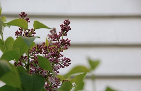 lasalle street lilac blossoms | simple pretty