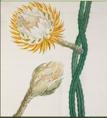 georgeehret georg ehret at nybg | simple pretty