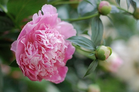 lasalle stree pink peony | simple pretty