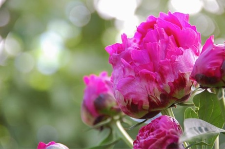 dsc_1562 peonies, june 2009 | simple pretty