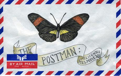 sara wood heliconius melpomene illustration | simple pretty