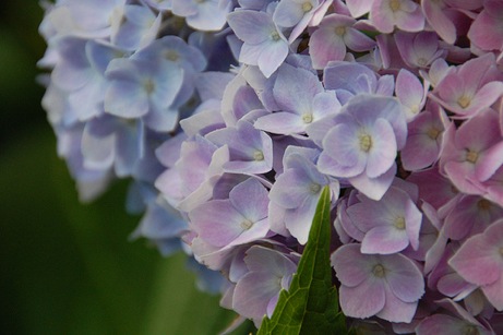 lasalle street hydrangeas, summer 2009 | simple pretty