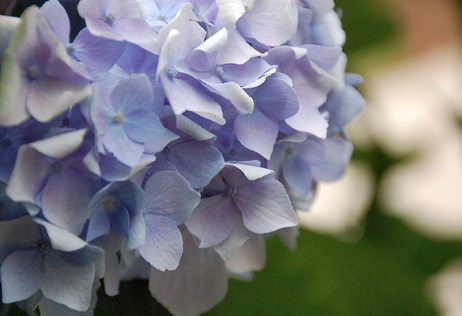lasalle street blue hydrangea | simple pretty