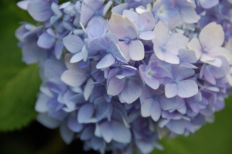 3795589309_c25c6cebd3 blue hydrangea, august 2009 | simple pretty