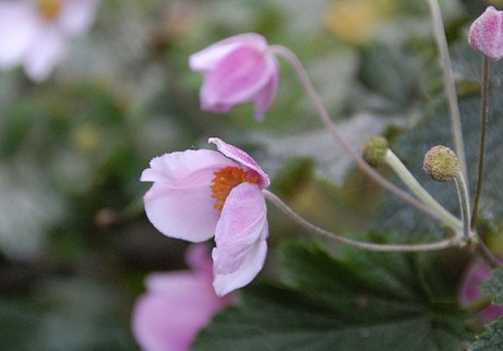 lasalle street anemones | simple pretty