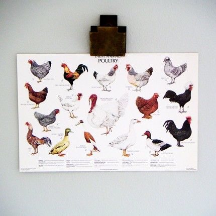 lucky little dot: poultry print | simple pretty