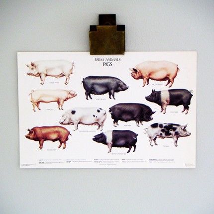 lucky little dot: pigs print | simple pretty