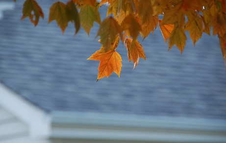 lasalle street maple, october 2009 | simple pretty