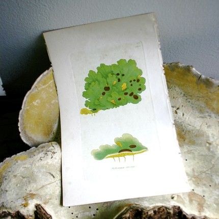 ethan ollie moss print | simple pretty