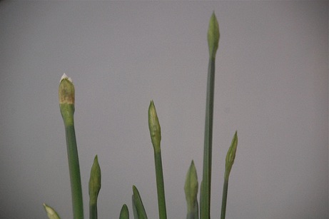 paperwhites, winter 2010 | simple pretty