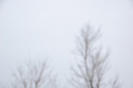lasalle street trees, february 2010 | simple pretty