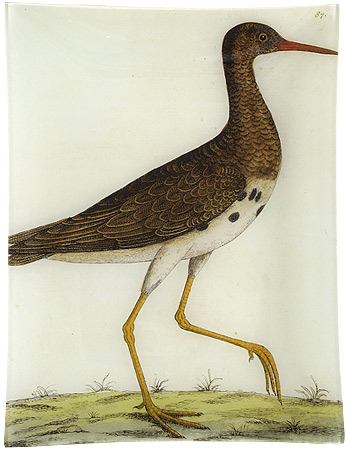 loolesnipe loole snipe, no 5 at john derian (albin's birds) | simple pretty