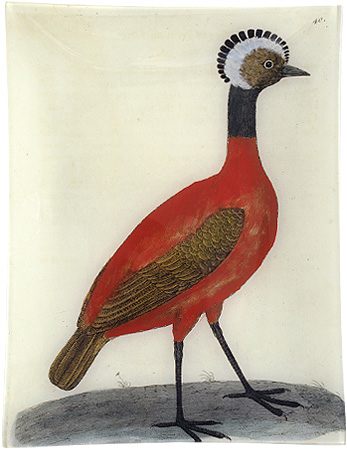 peruvianhen red peruvian hen, no 2 at john derian (albin's birds) | simple pretty