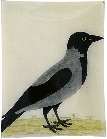 roystoncrow royston crow no 10 at john derian (albin's birds) | simple pretty