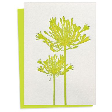 blush publishing agapanthus card | simple pretty
