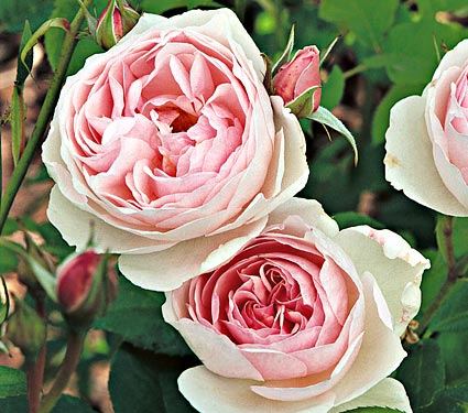 heritage rose from white flower farm | simple pretty