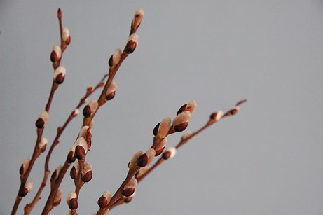 pussy willow branches, march 2010 | simple pretty