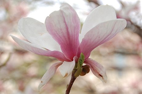 magnolia blossom, april 2010 | simple pretty