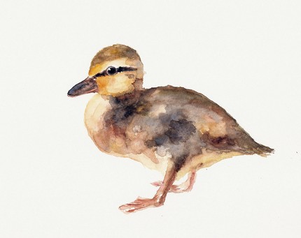 dimdietsy duckling watercolor by dimdi | simple pretty