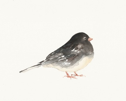dimdijunco junco watercolor by dimdi | simple pretty