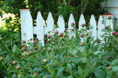 peoniesmay lasalle street peonies, 2011 | simple pretty