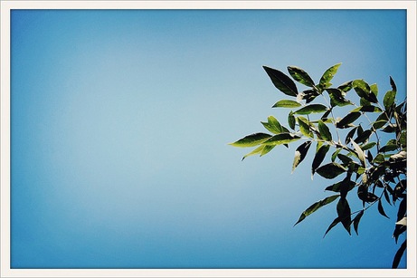 septflickr2011 autumn leaves, 2011 | simple pretty