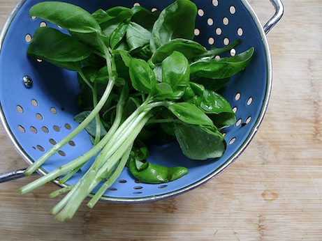 basil basil in colander | simple pretty