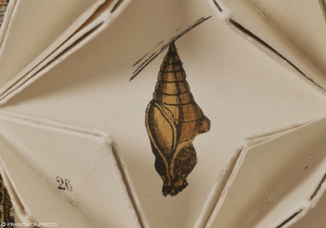 fpbutterflies4 francisca prieto, between the folds/butterflies | simple pretty