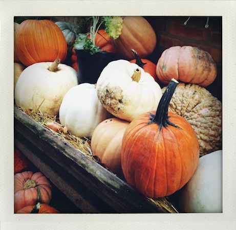 IMG_5141 pumpkin selection at amidei mercatino, lake forest (2012) | simple pretty