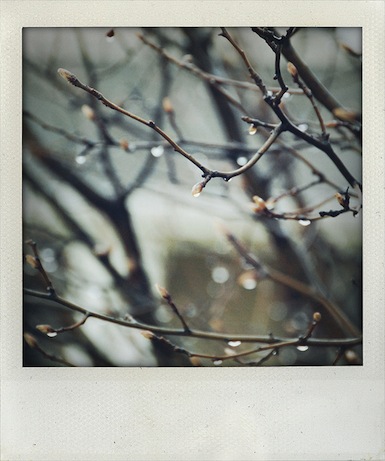 january30 bare branches, january 2013 | simple pretty