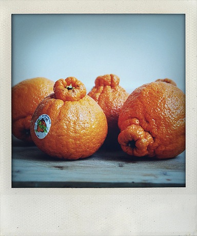 sumo_2013 satsuma mandarines, 2013 | simple pretty