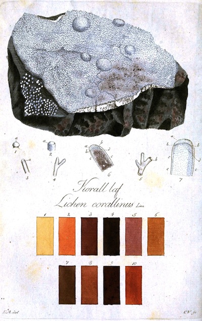 vp_botanical8 botanical 8 from vintage printable | simple pretty