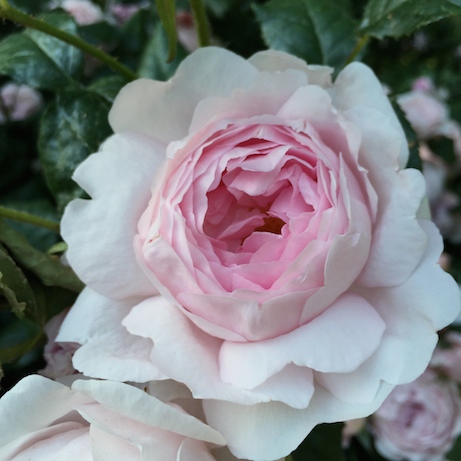 pink rose in paddington street gardens, london |simple pretty