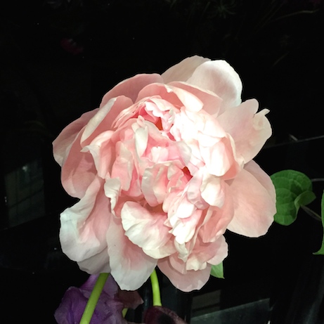 peony photo by jane potrykus | simple pretty